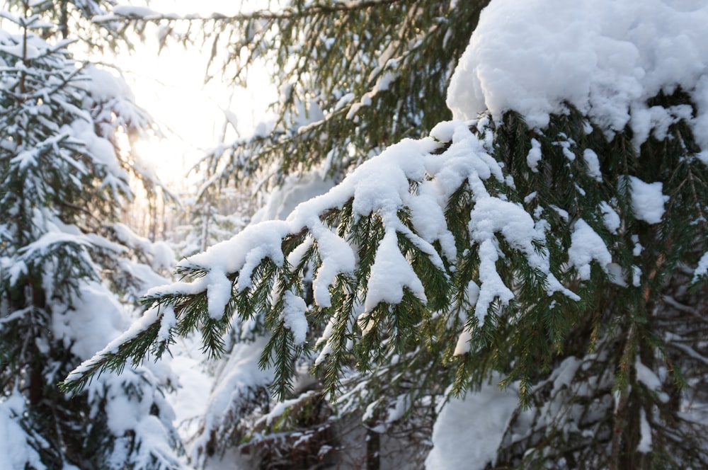 a pine tree covered in snow with the sun shining through the branches