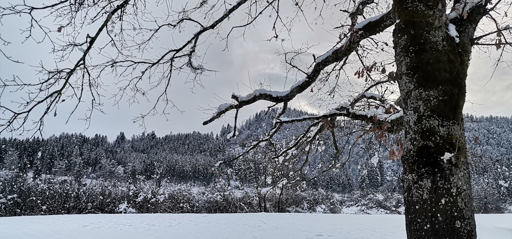 木々や山を背景にした雪に覆われた野原