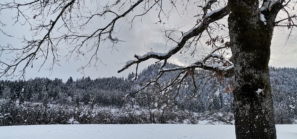 a snow covered field with trees and mountains in the background