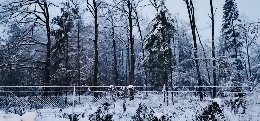 a snow covered forest with trees and a fence