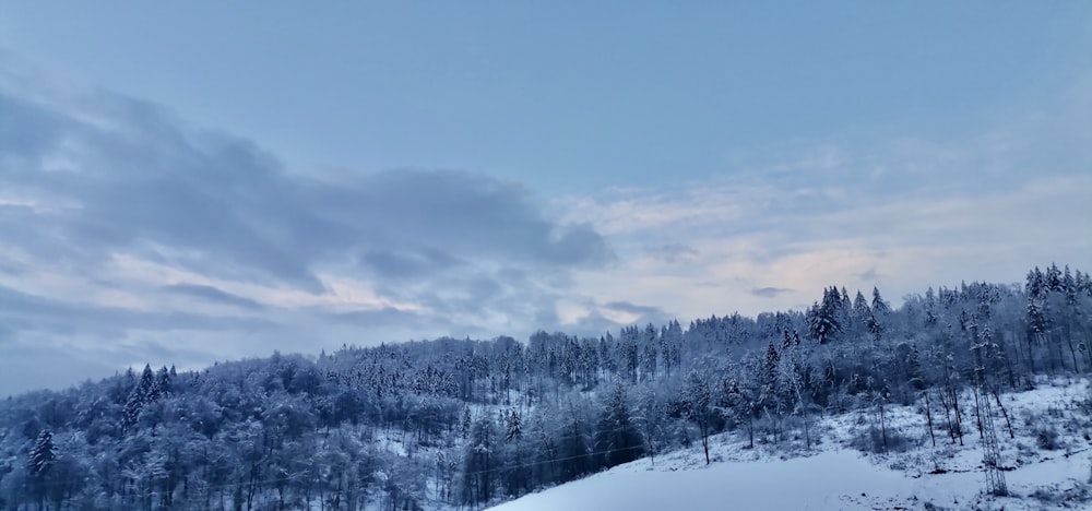 a snow covered hill with trees in the background