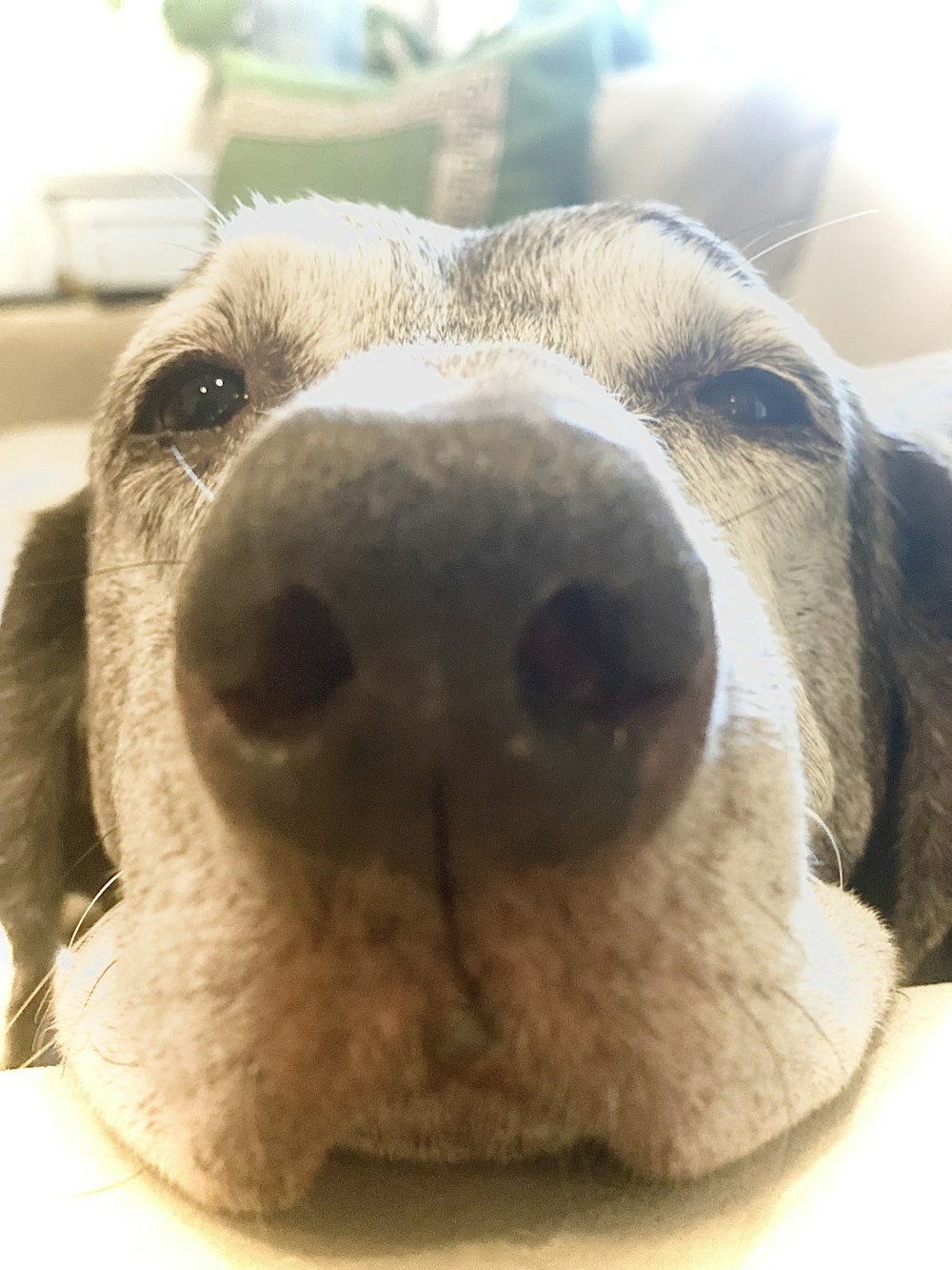 a close up of a dog's nose and nose