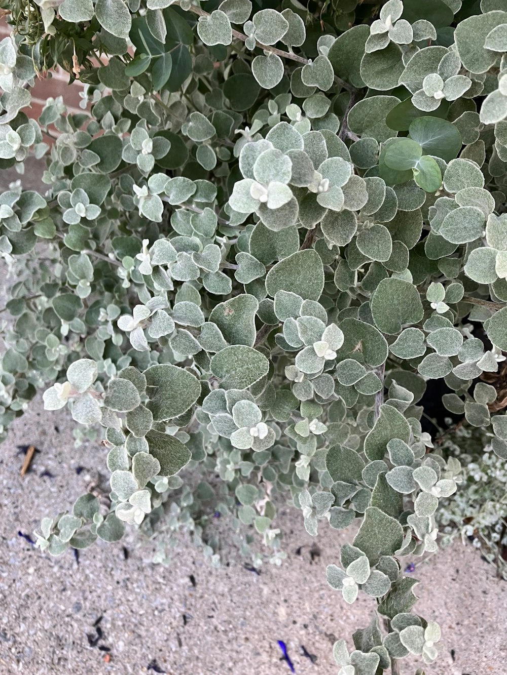 a close up of a plant with small leaves