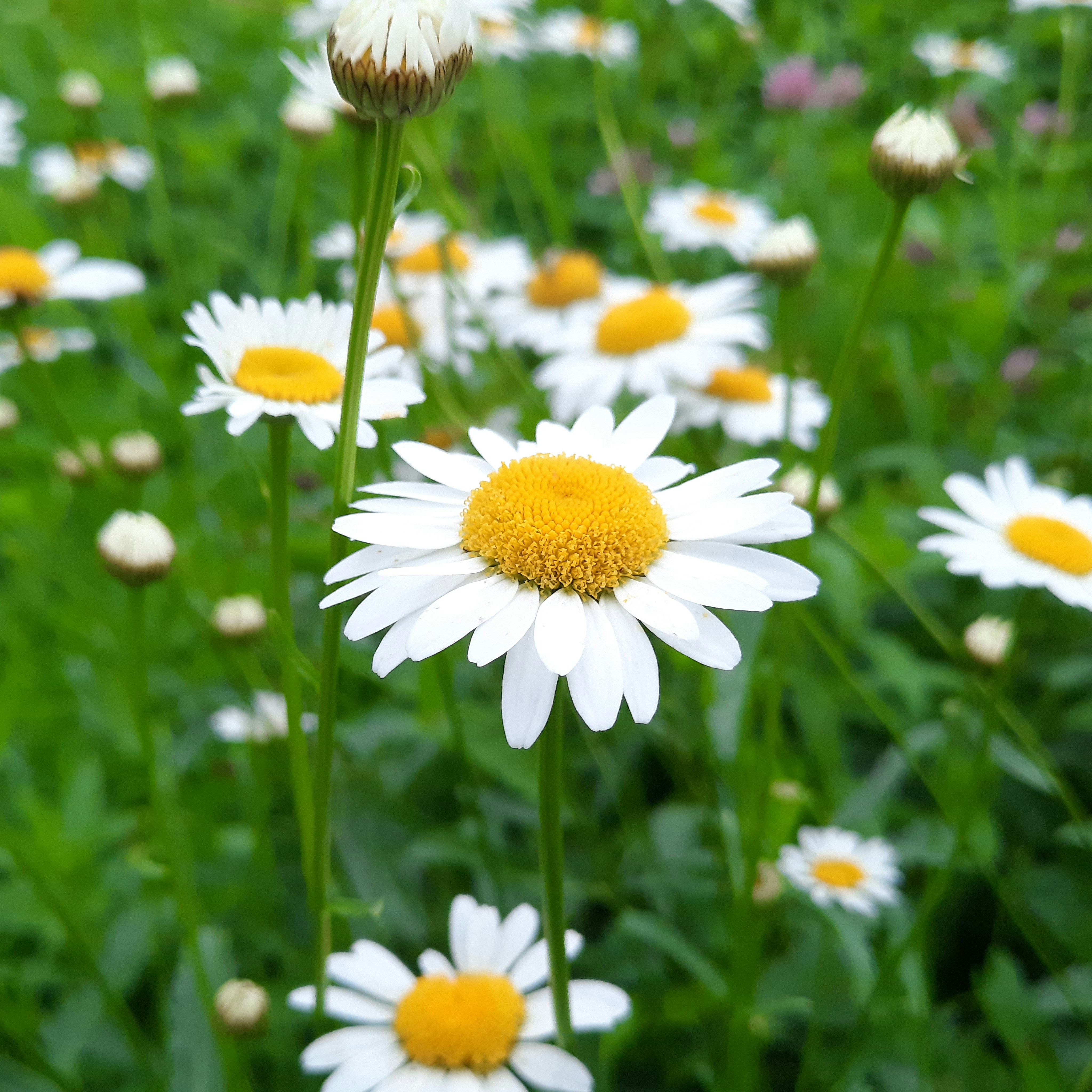 Photo by iamrifathus