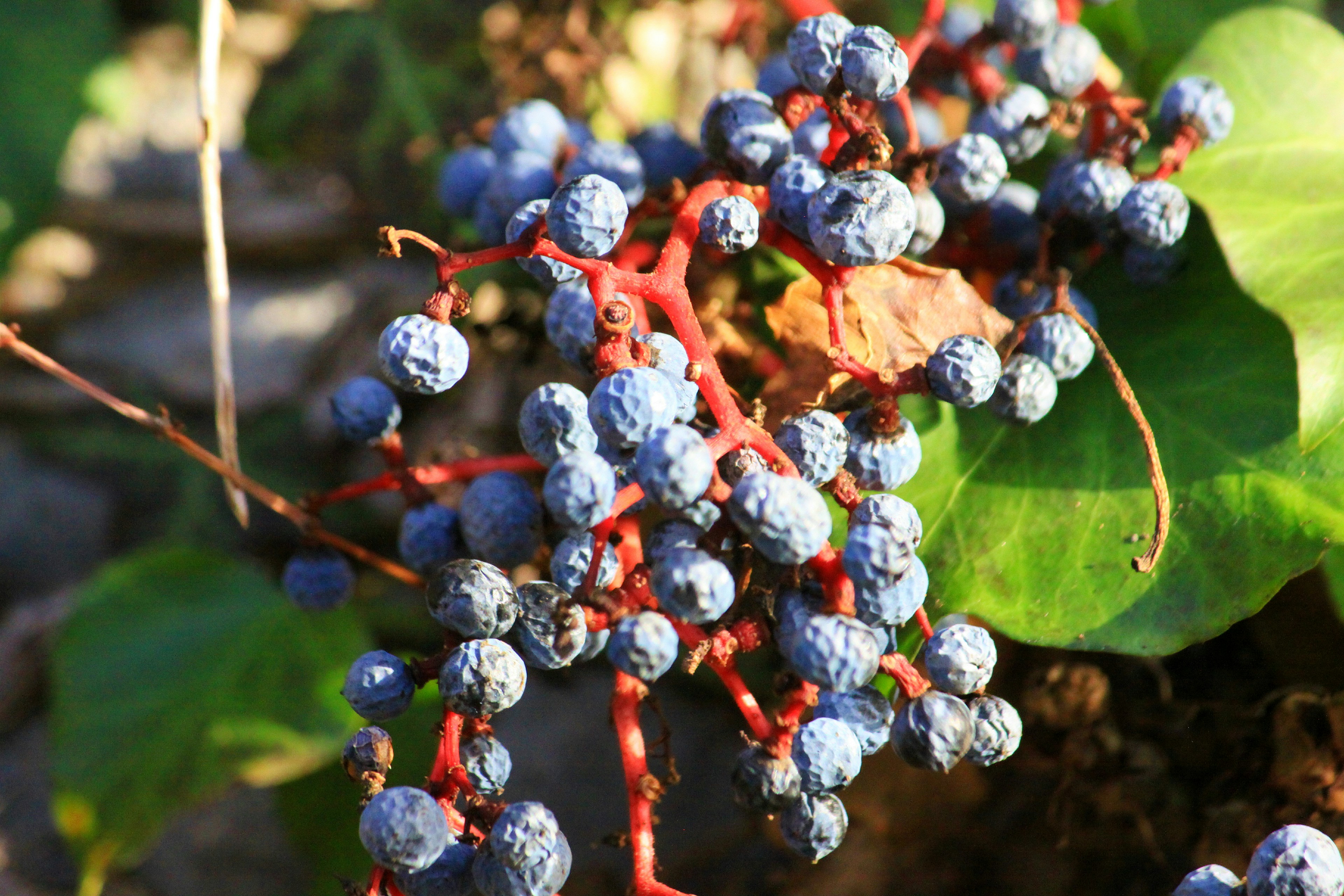 a bunch of blue berries growing on a bush