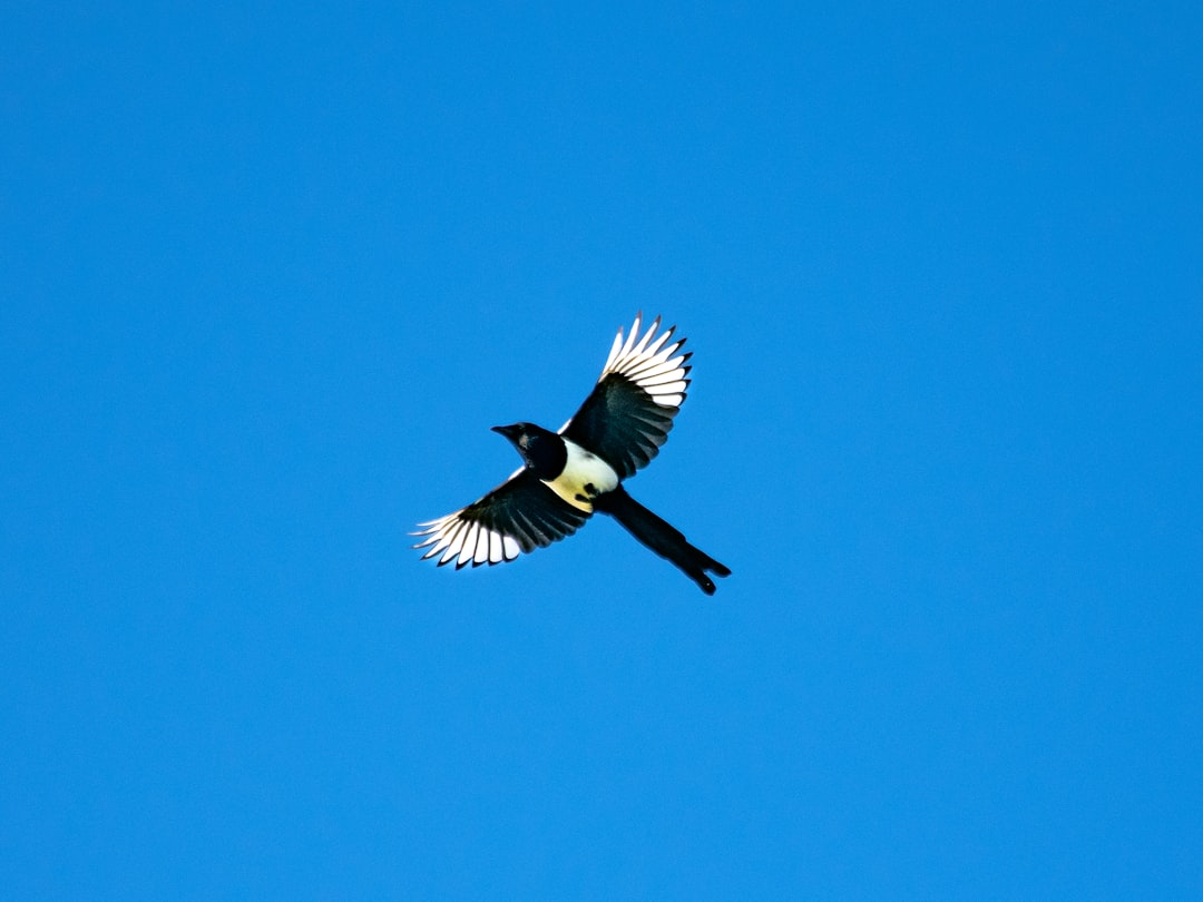 a black and white bird flying through a blue sky