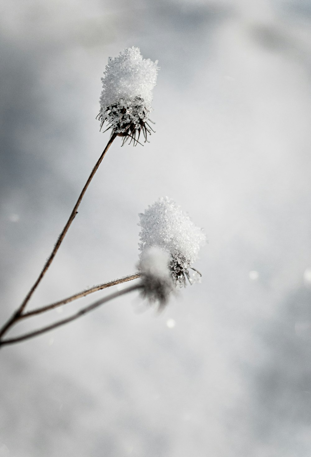 a close up of a plant with snow on it