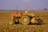 A person wearing headgear operates an orange tractor in a vast, plowed agricultural field. A tall smokestack emits smoke in the background, with a hazy sky and some distant buildings and power lines visible. The soil looks dry and the landscape is expansive.