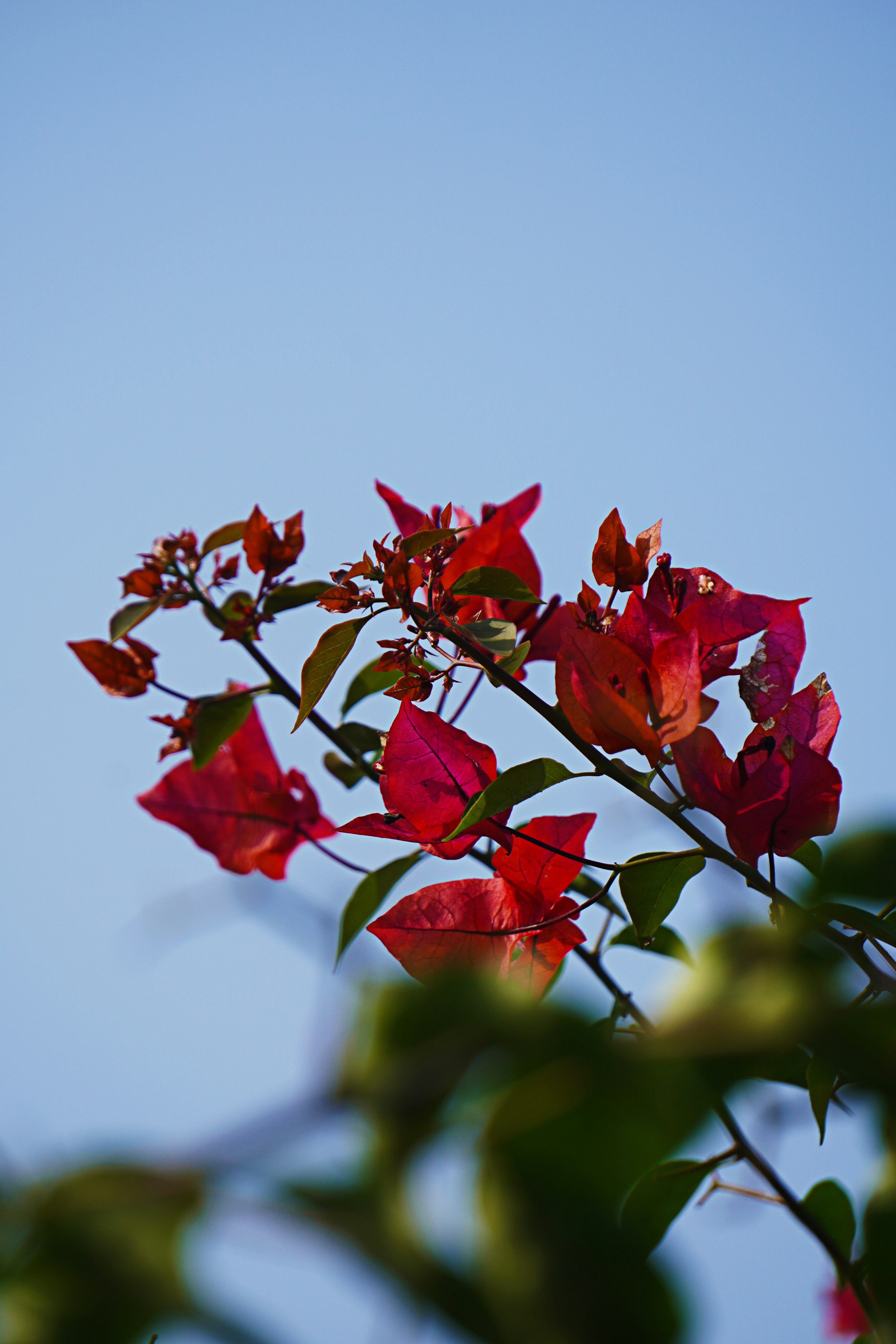 Photo by kr_knightrat739