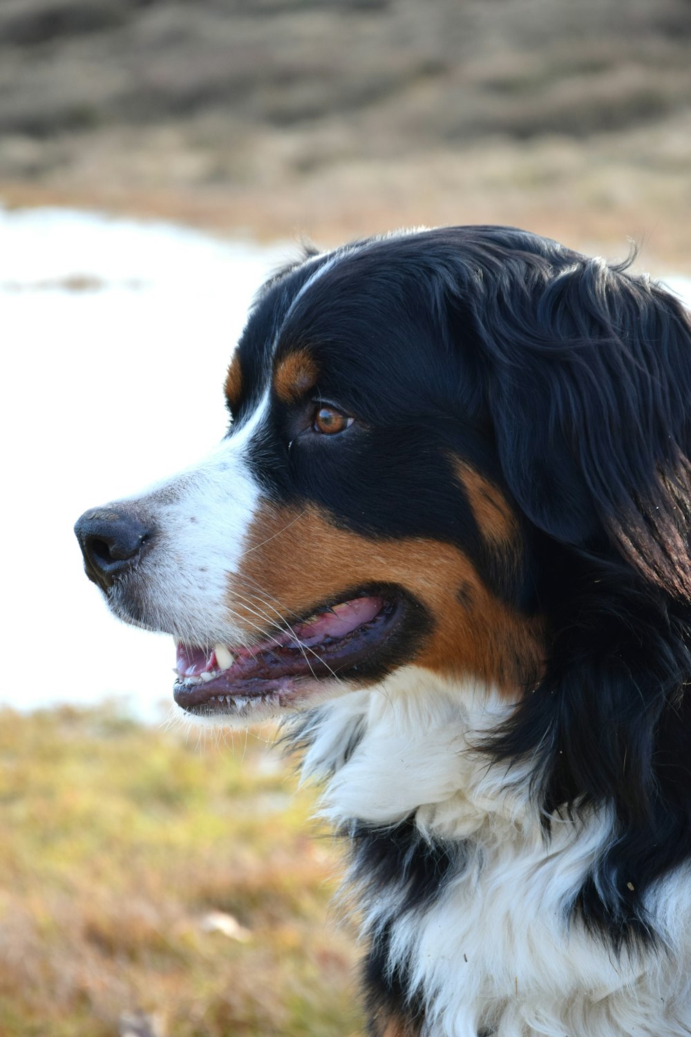 a close up of a dog on a grass field