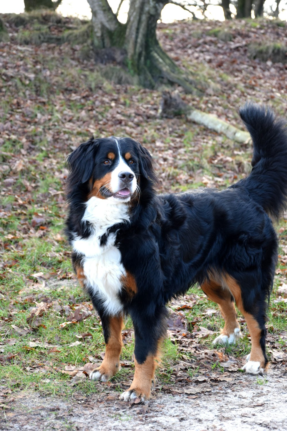 a black and brown dog standing on top of a grass covered field