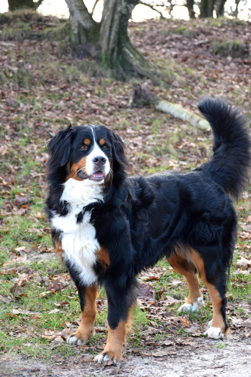 Quirin, ein Berner-Sennenhund-Rüde, steht im Wald zwischen herabgefallenem Laub