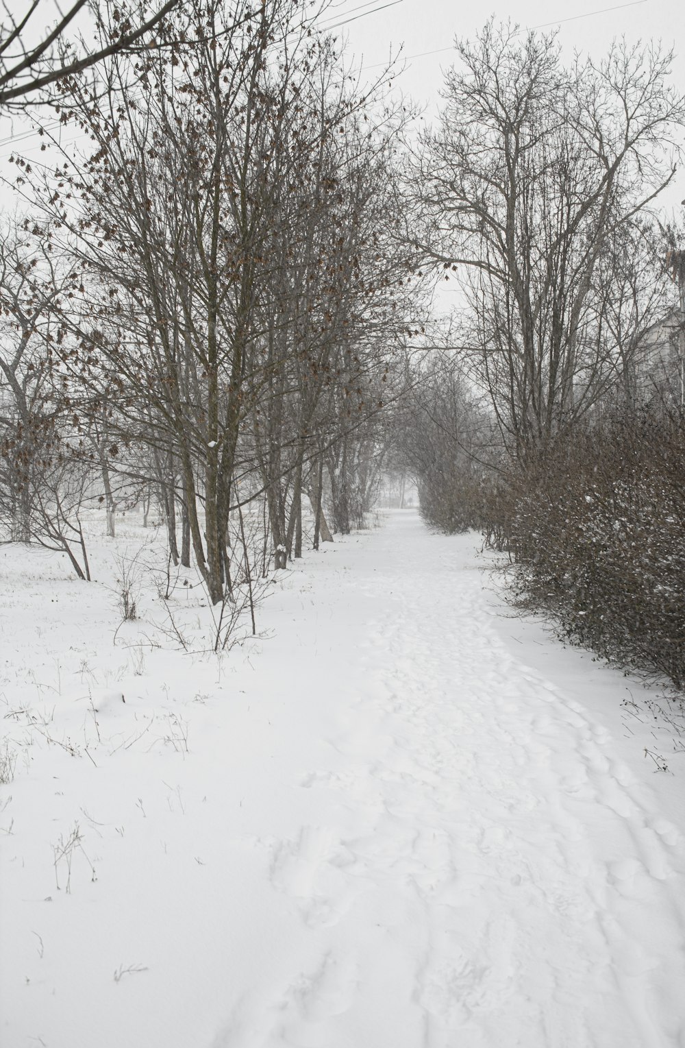 a snow covered path in a wooded area