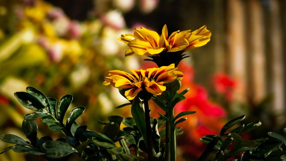 a close up of a yellow flower with other flowers in the background