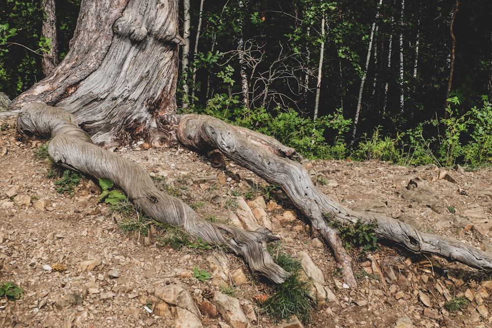 a tree that has fallen over in the woods