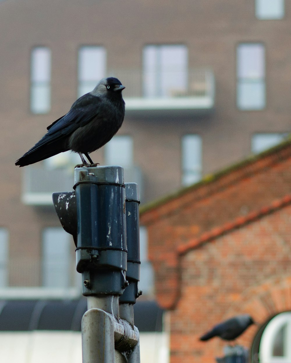 a black bird sitting on top of a metal pole