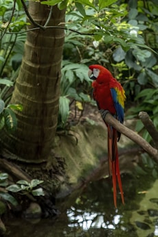 a red parrot perched on a tree branch