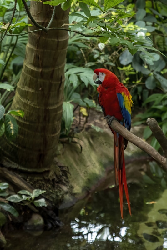 a red parrot perched on a tree branch
