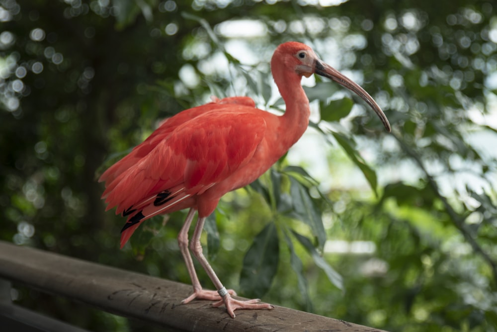 a pink bird with a long beak standing on a rail