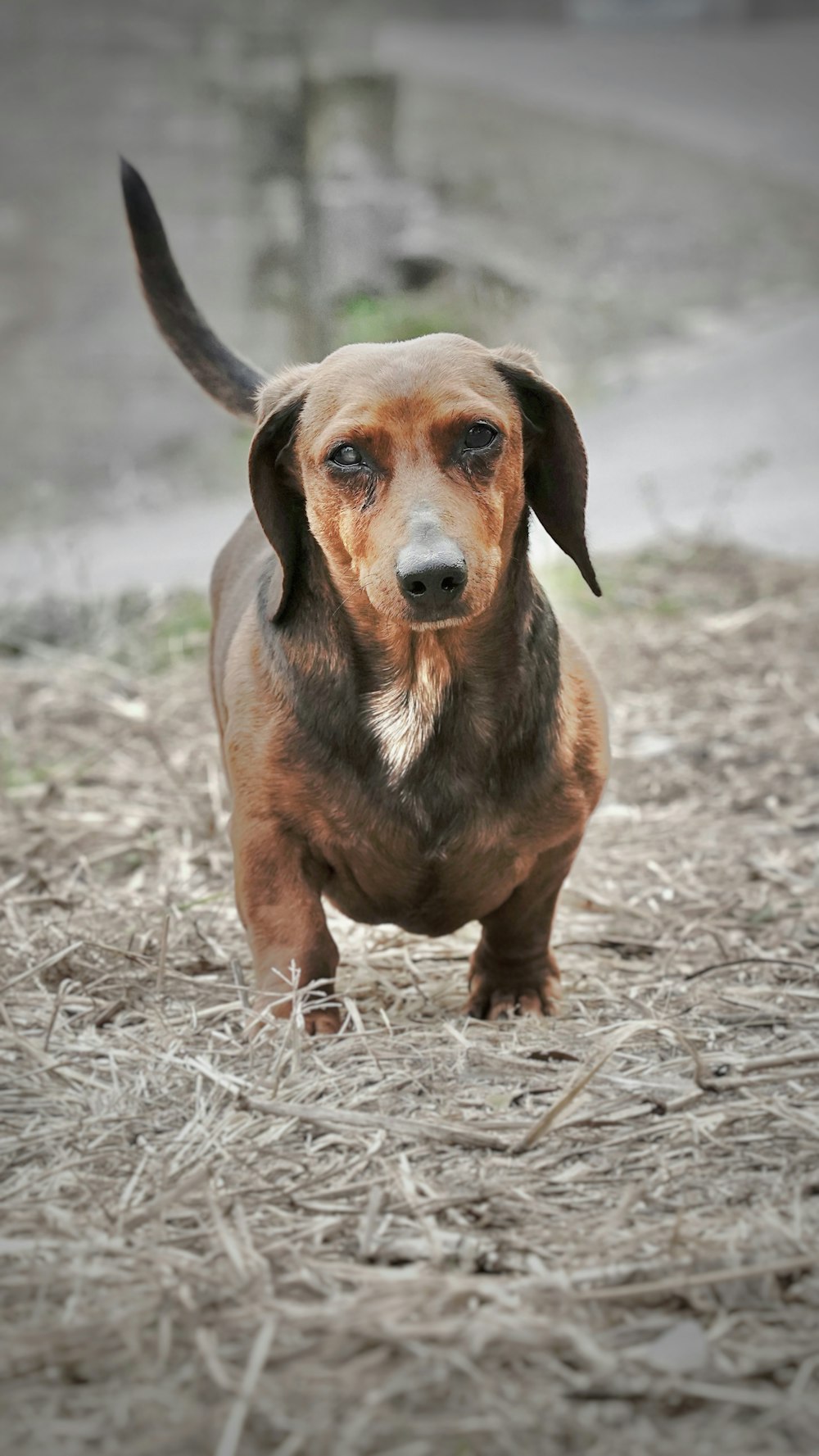 a brown and black dog standing on top of dry grass