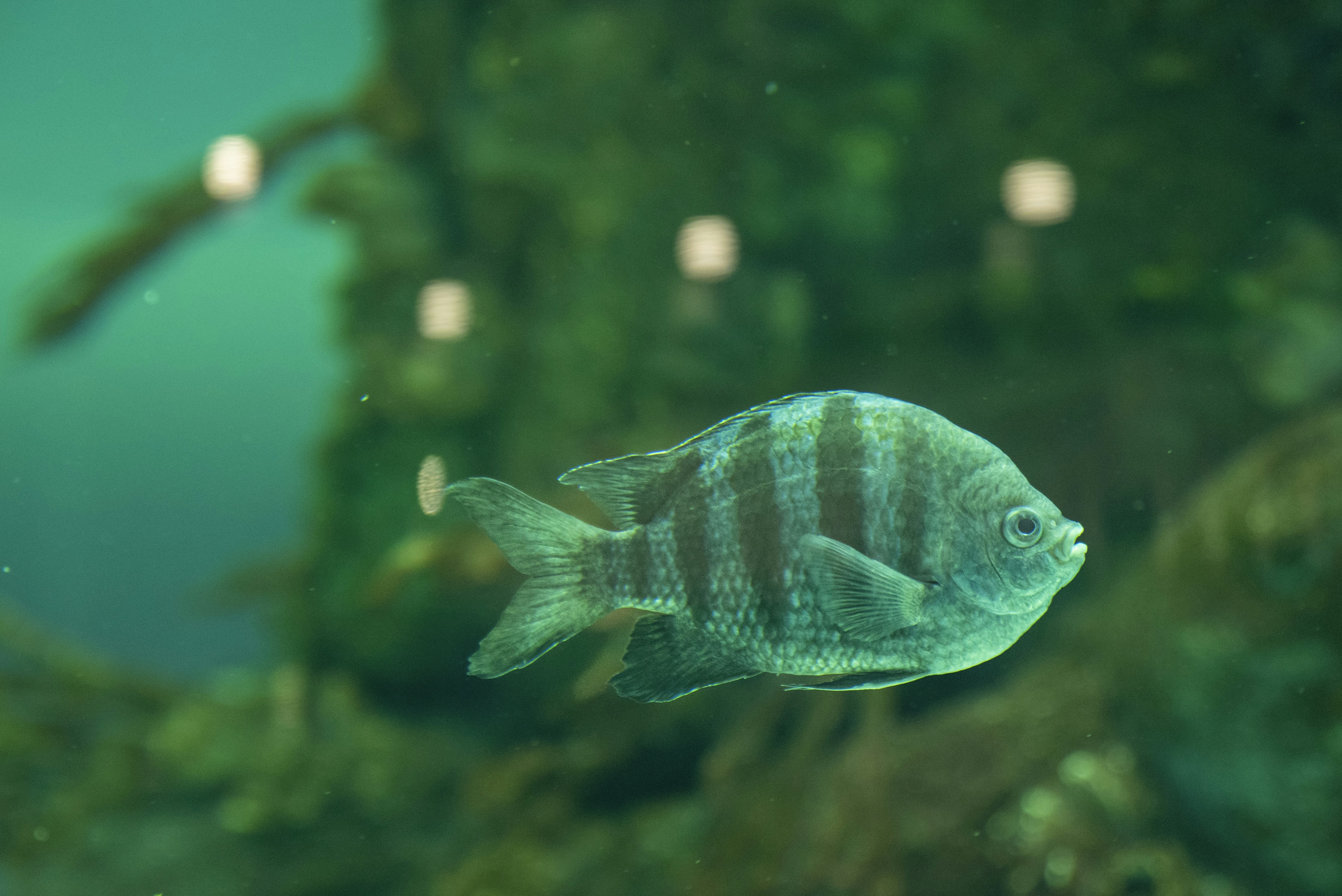 ikan yang berenang di air