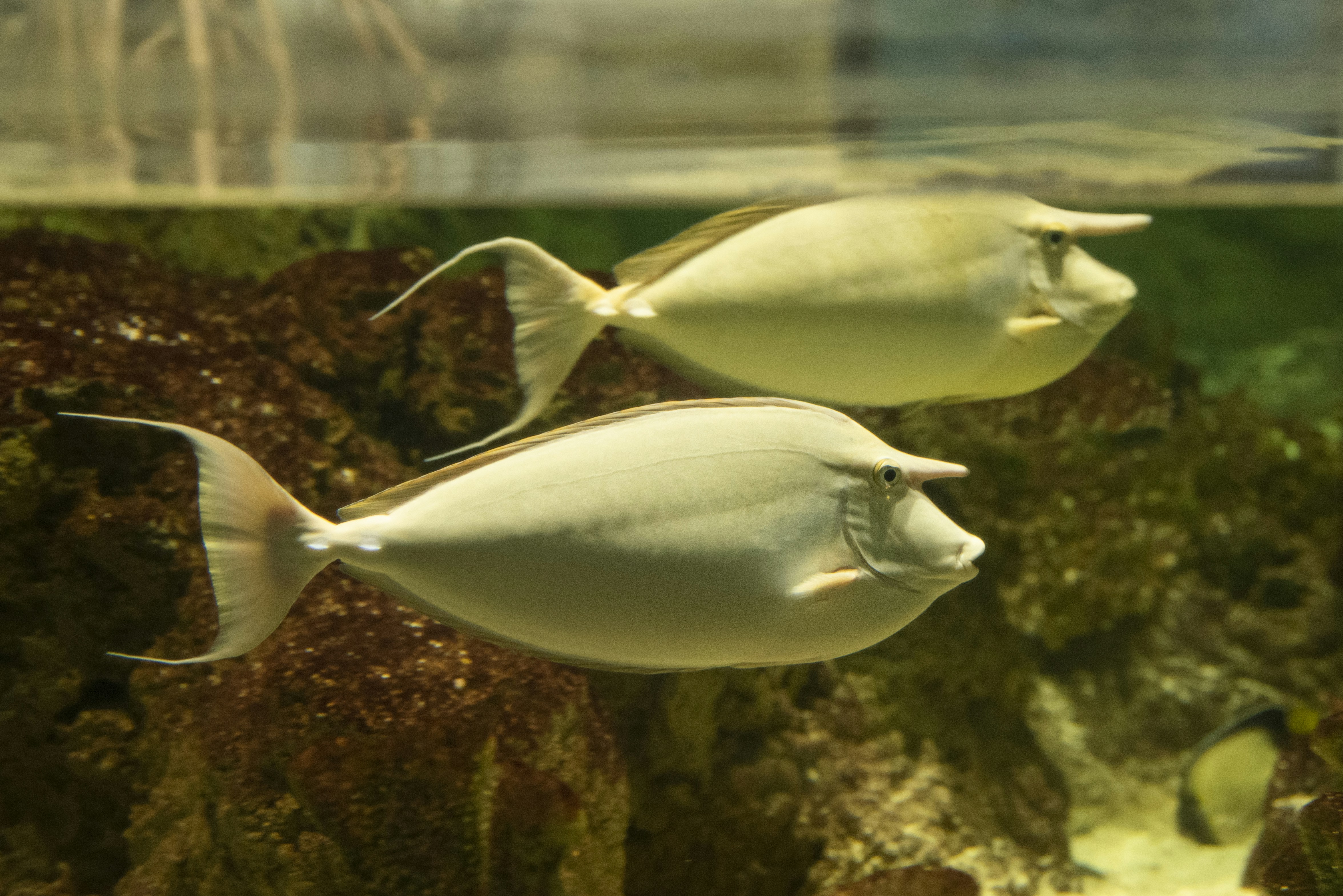 sekelompok ikan berenang di akuarium