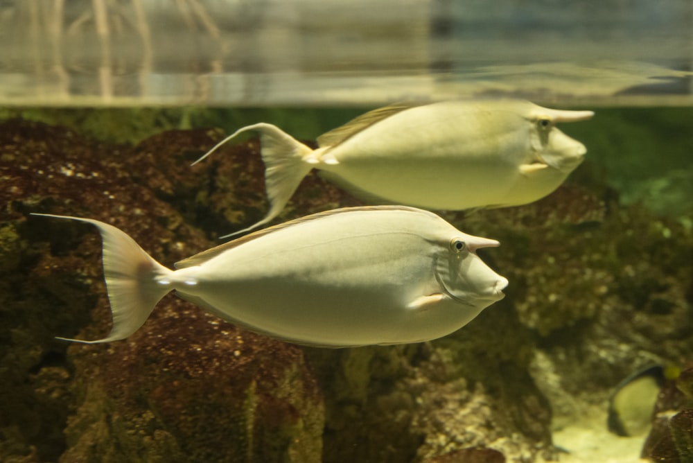 a group of fish swimming in an aquarium