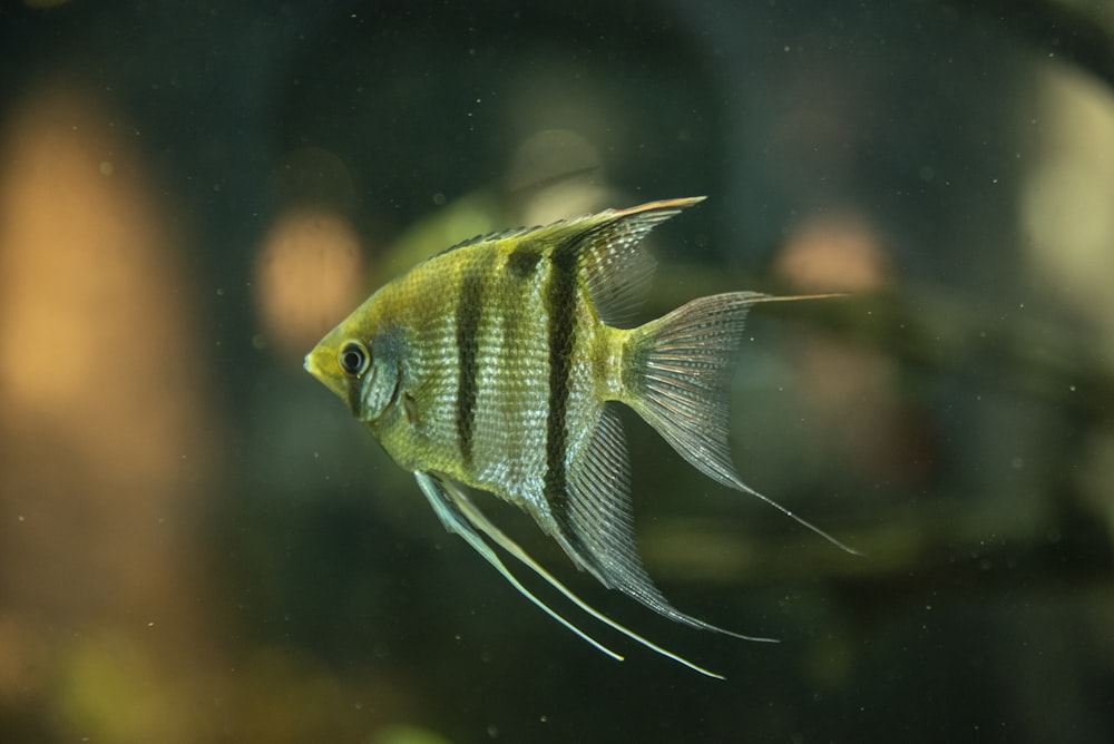 a small yellow fish swimming in an aquarium