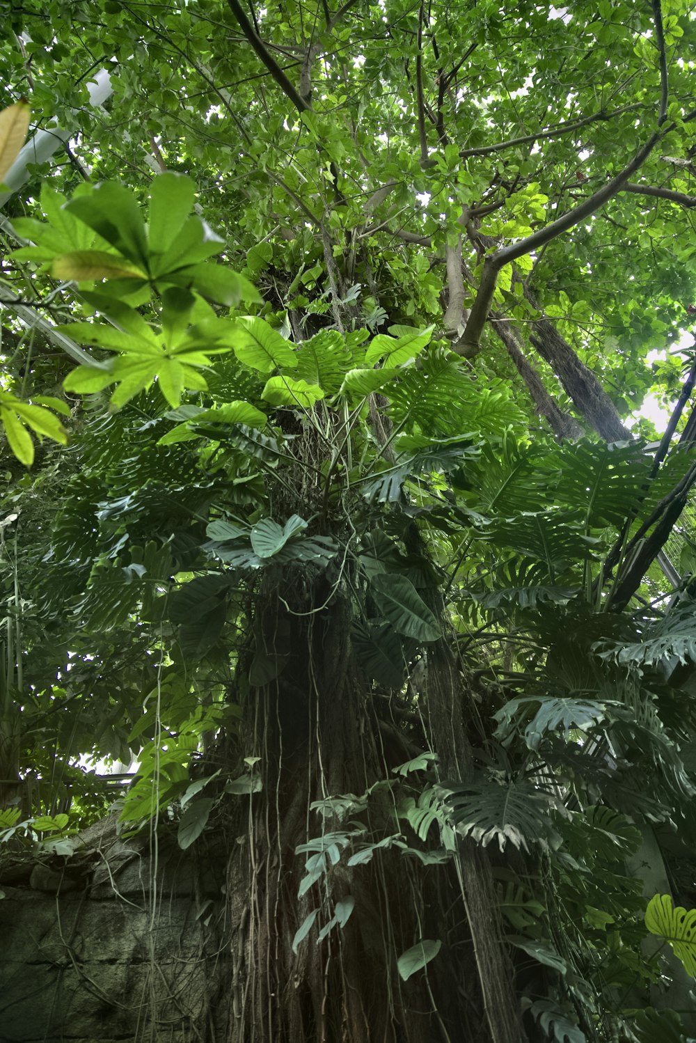 a very tall tree with lots of green leaves