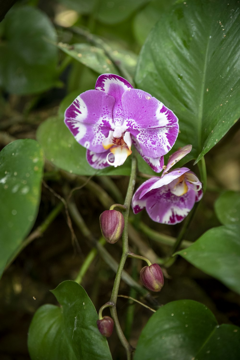 una flor púrpura y blanca con hojas verdes