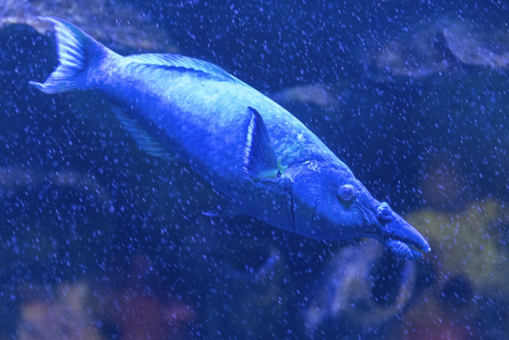 a blue fish swimming in an aquarium