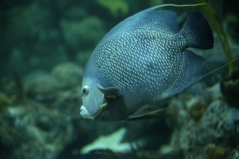 a fish that is swimming in some water