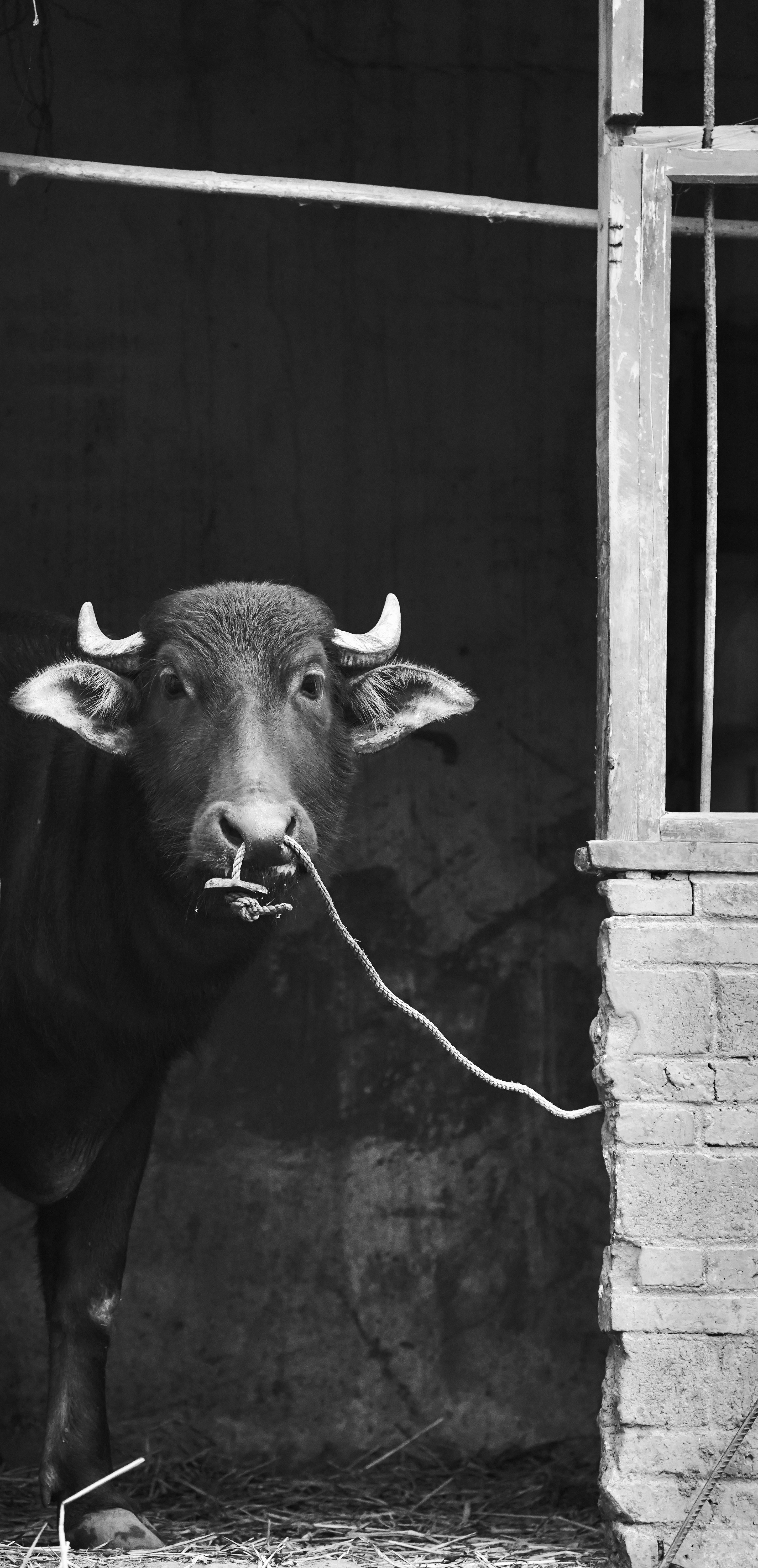 a black and white photo of a cow tied up