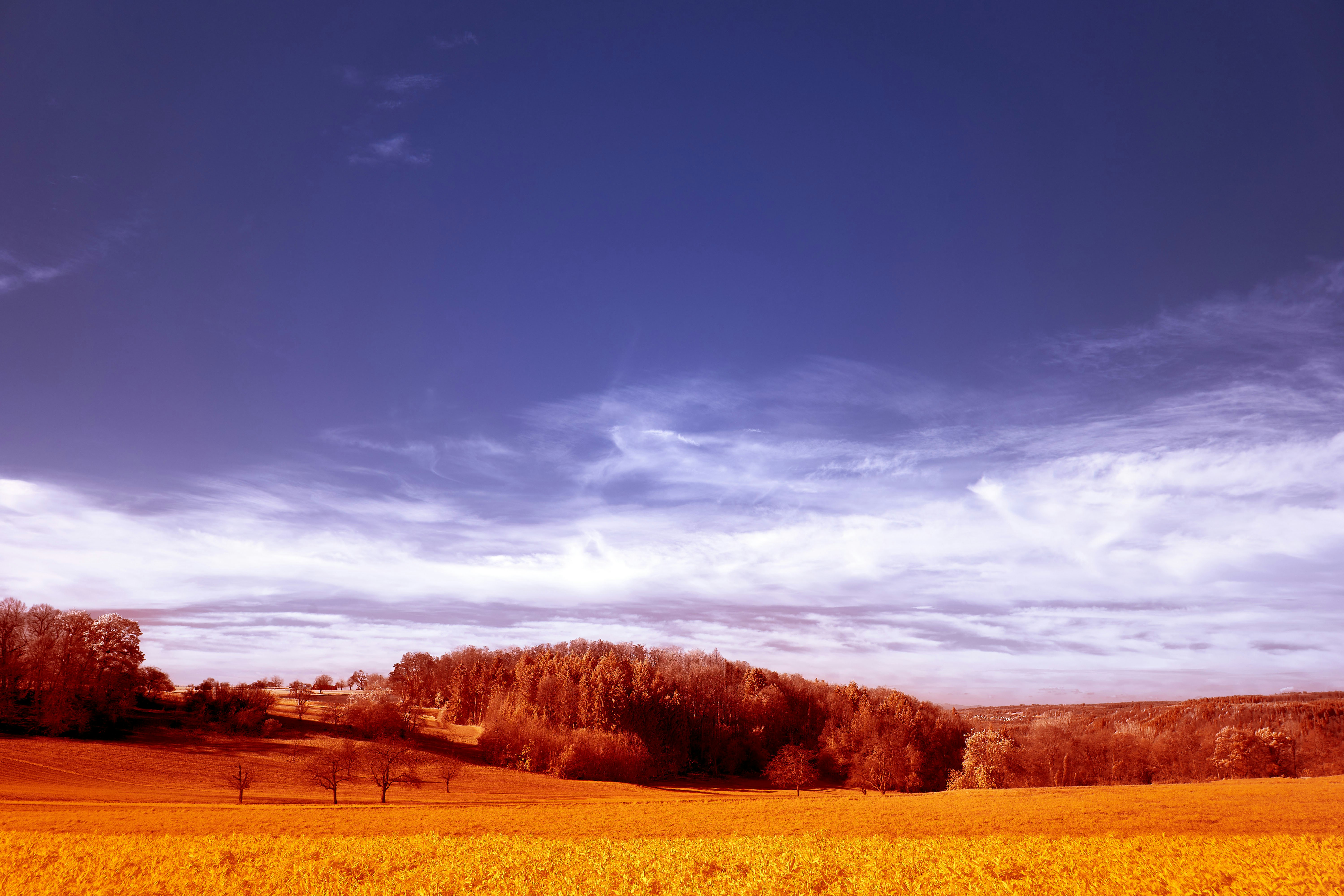 Photo by wolfgang_hasselmann