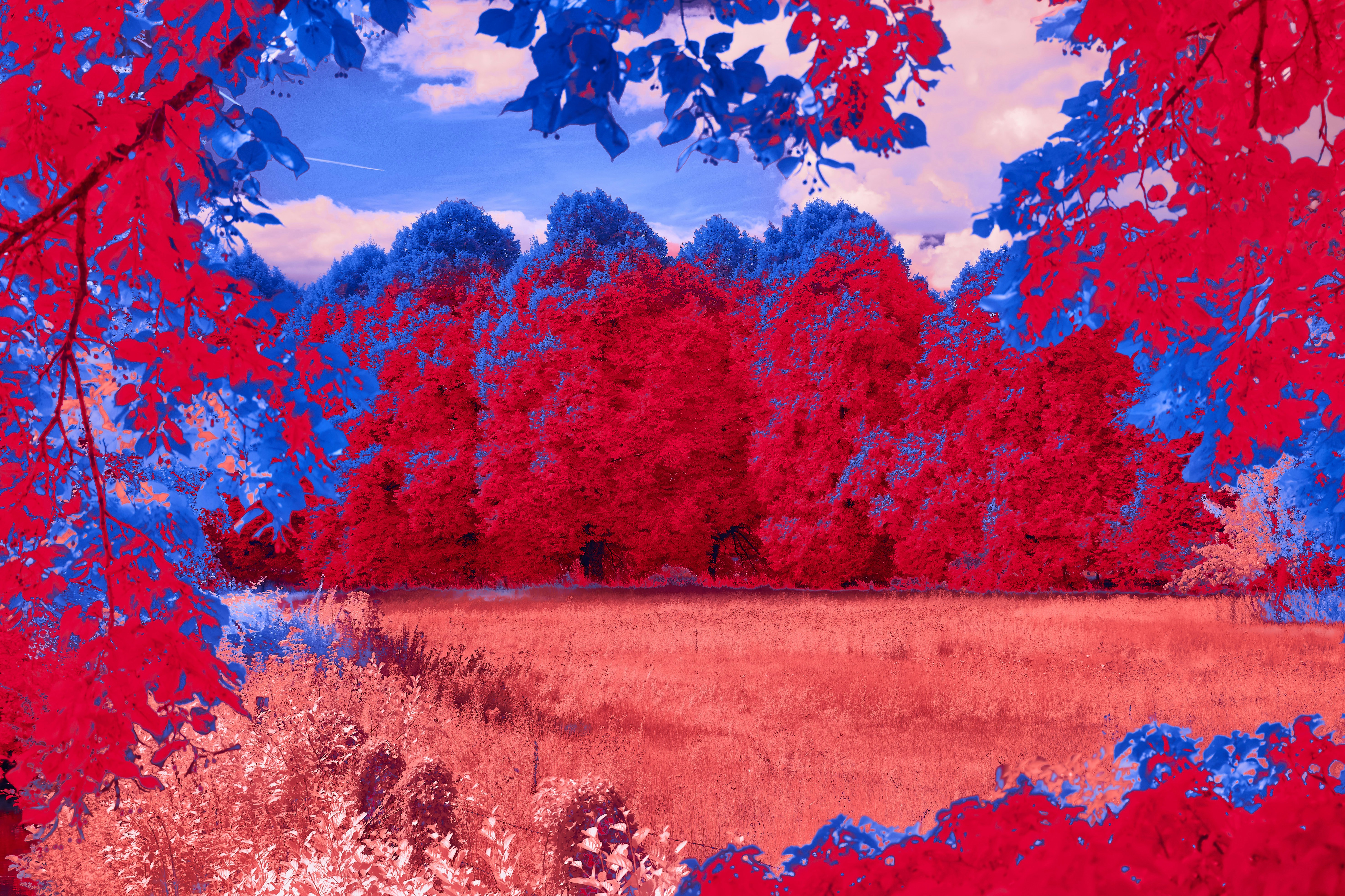 Photo by wolfgang_hasselmann