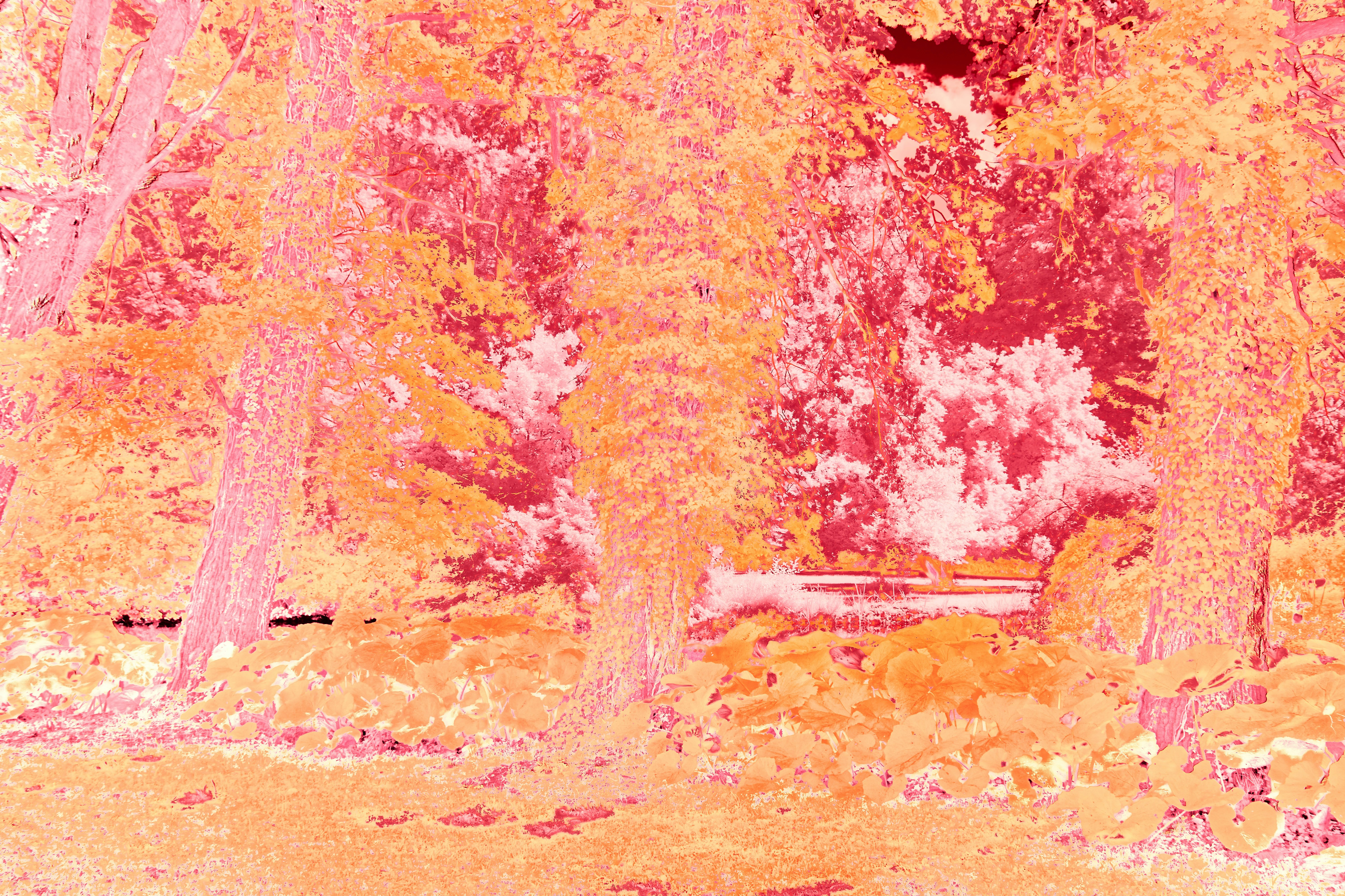 Photo by wolfgang_hasselmann