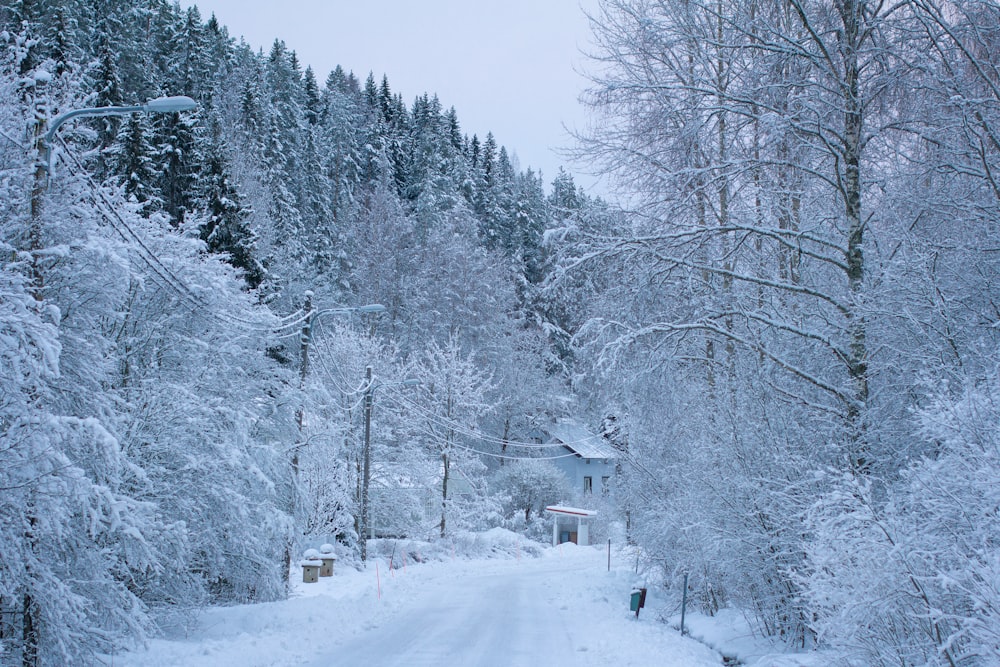 a snow covered road in the middle of a forest