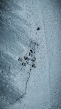 Thermal view showing multiple animals detected with bounding boxes in a woodland setting.