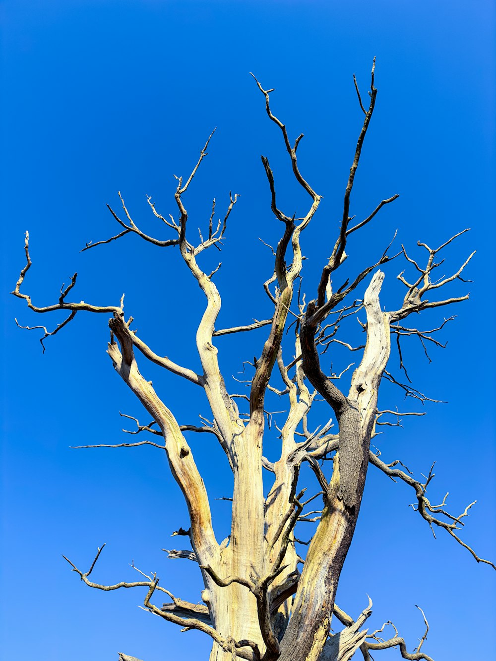 a dead tree against a blue sky with no leaves