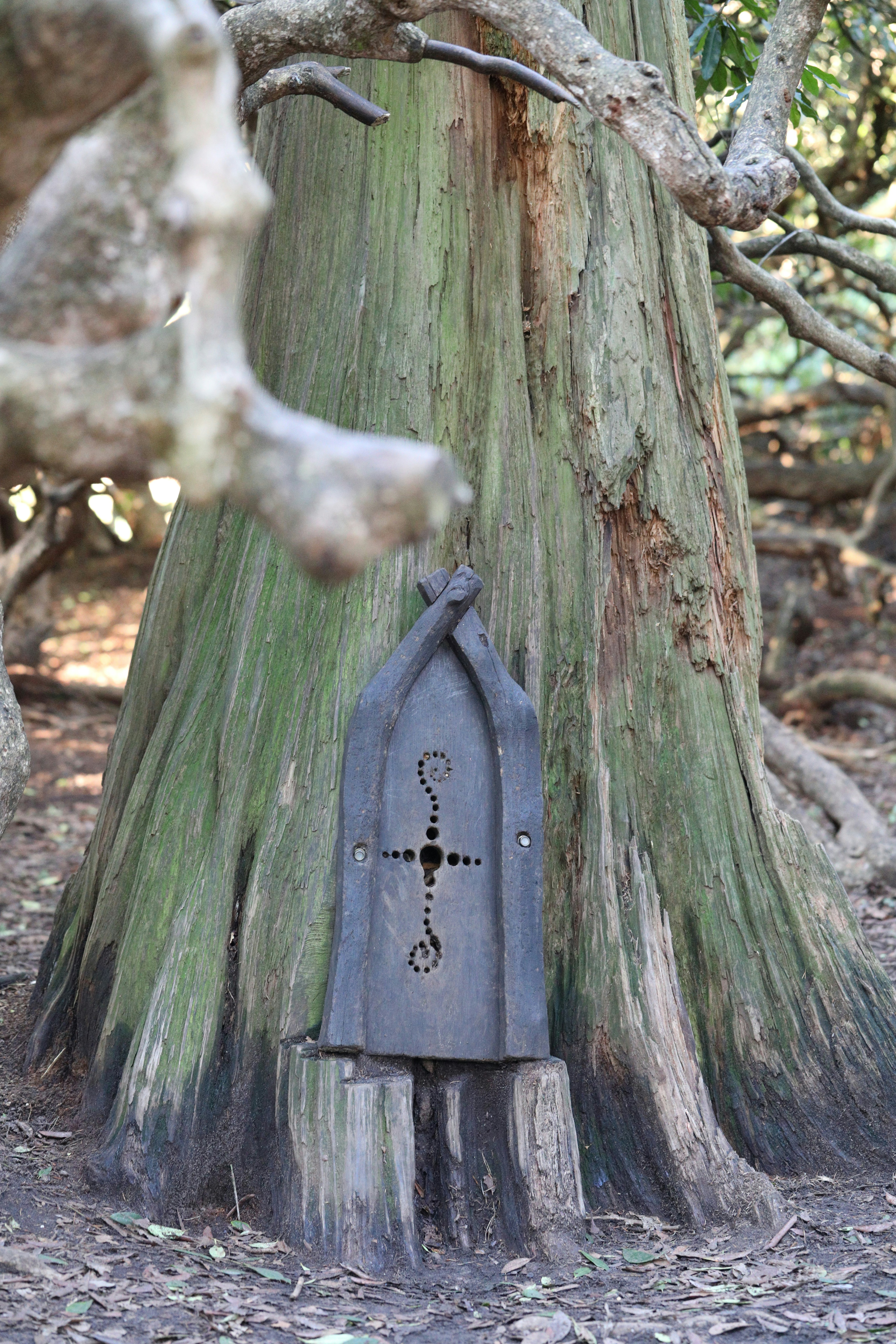 a tree with a metal object hanging from it's trunk