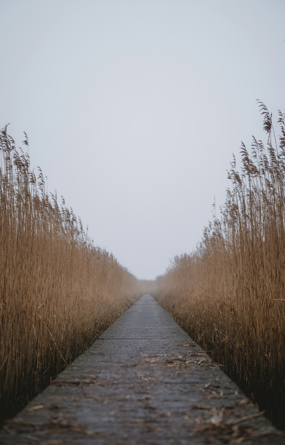 a path lined with tall brown grass leading into a foggy sky