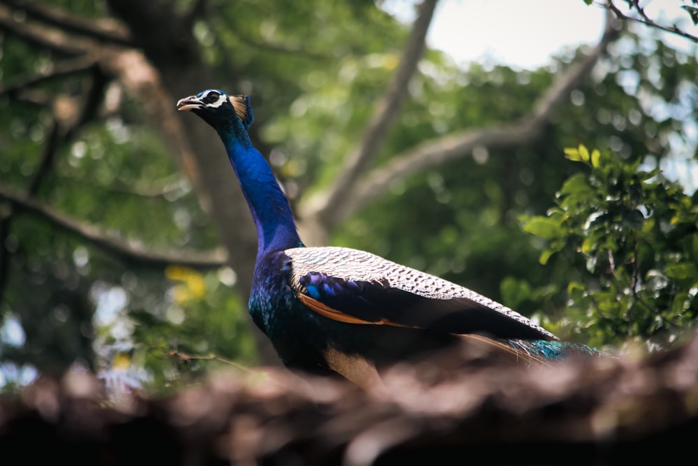a peacock standing on top of a lush green forest