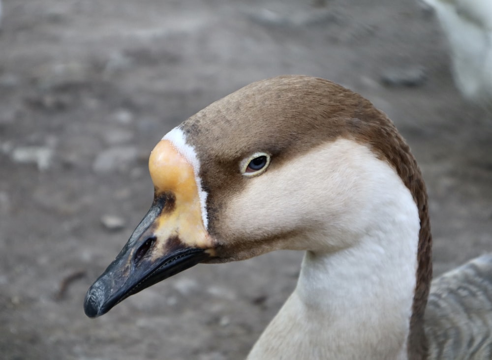 a close up of a duck with a blurry background