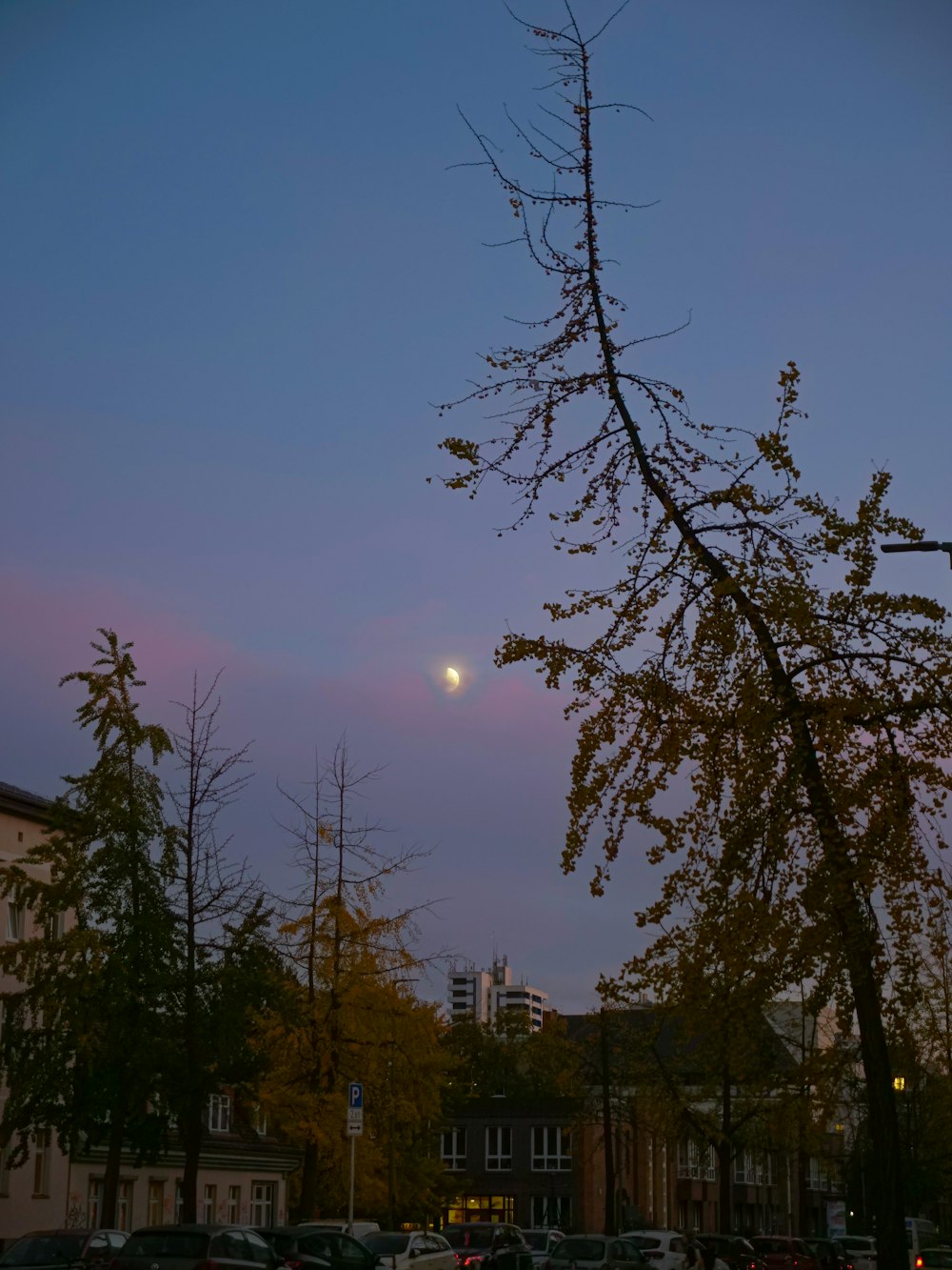 Una luna piena è vista dietro un albero