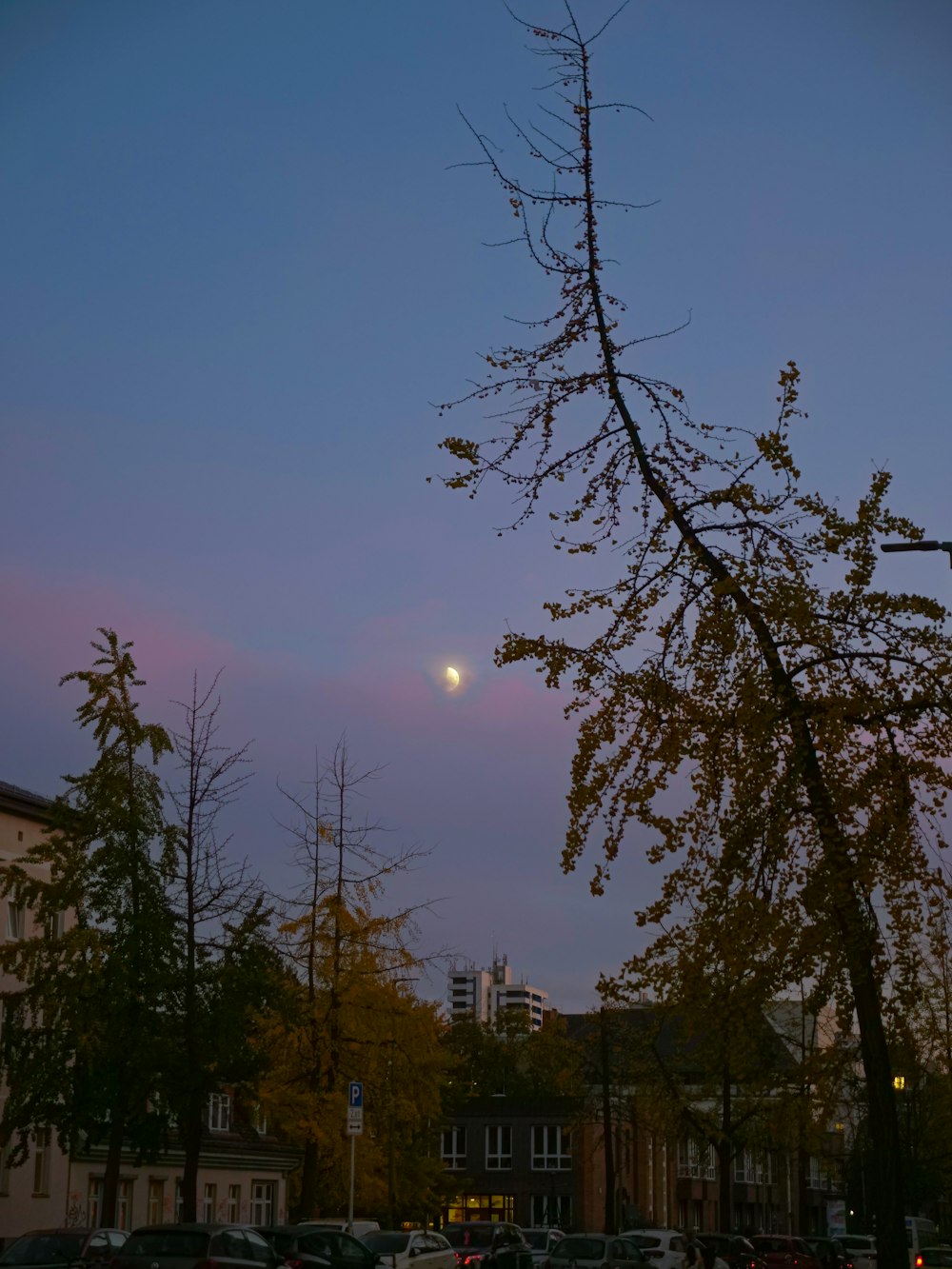 a full moon is seen behind a tree