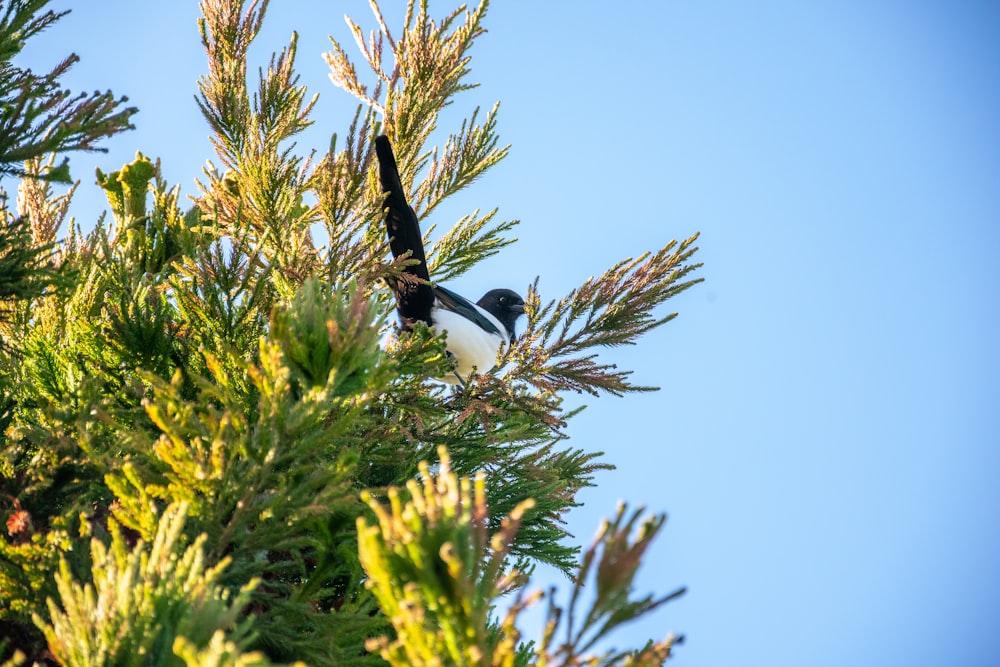 a black and white bird perched on top of a tree