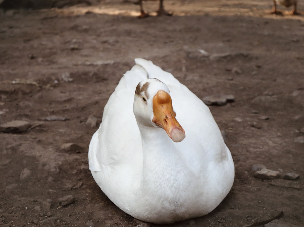 a white duck sitting on the ground next to another duck