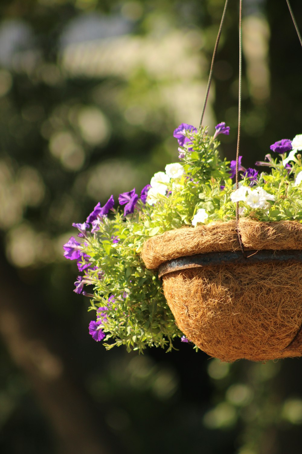 Una maceta colgante llena de flores púrpuras y blancas