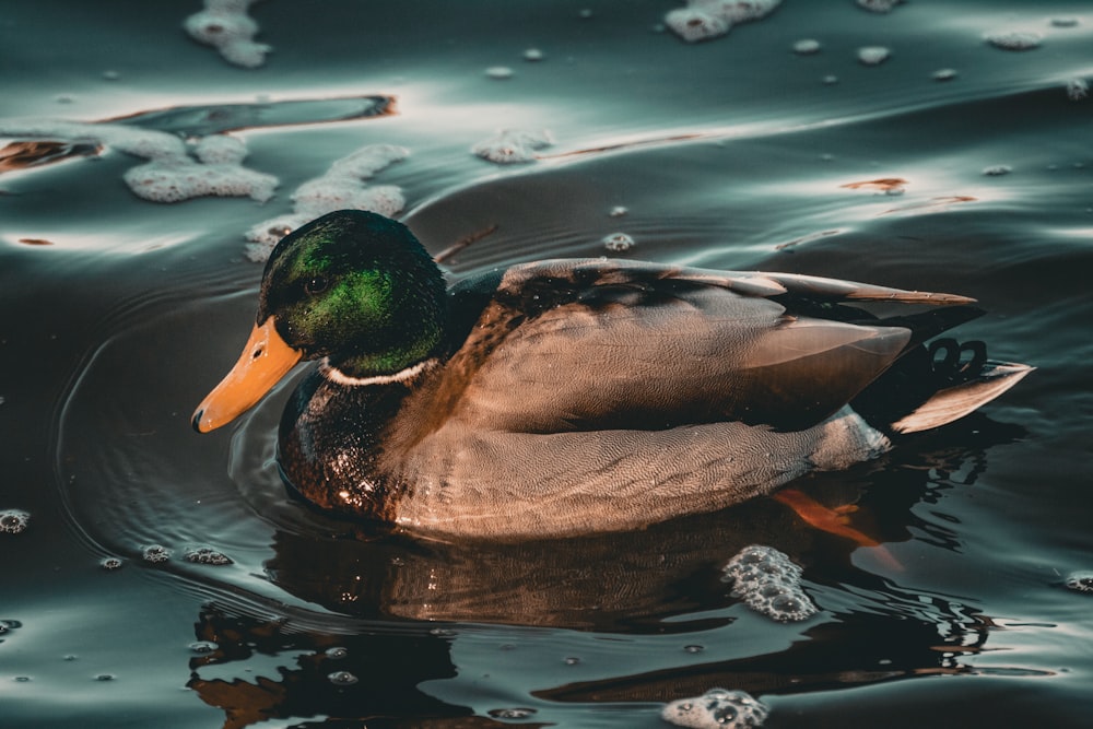 a duck swimming on top of a body of water