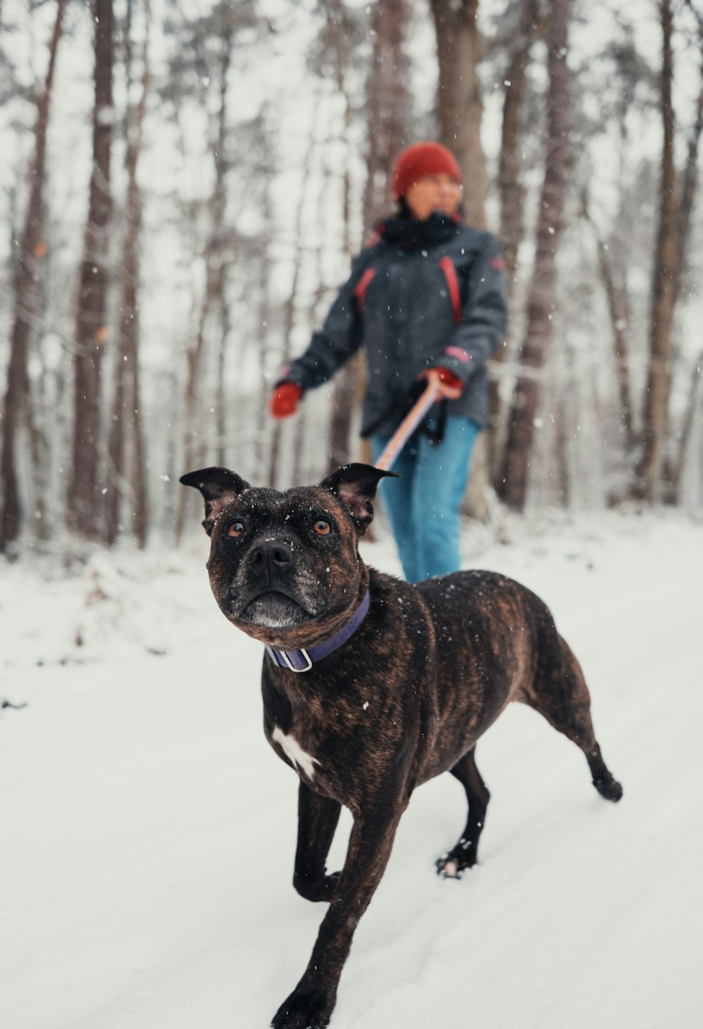 a person walking a dog in the snow